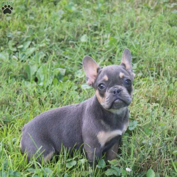 Twinkles, French Bulldog Puppy